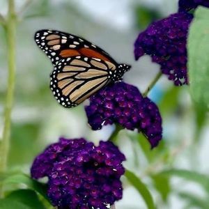 Meet your Posher, Shaynee